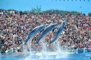 海洋搞笑视频大全集,海洋搞笑视频大全集欢乐盘点